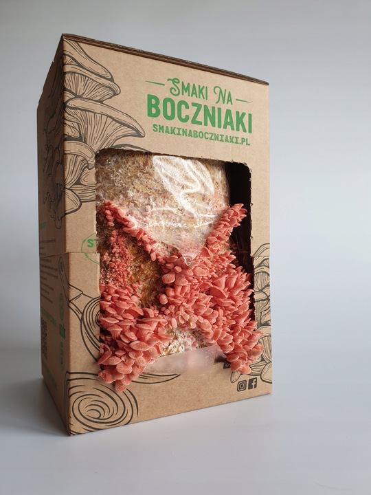 Grzybnia do uprawy domowej boczniak różowy