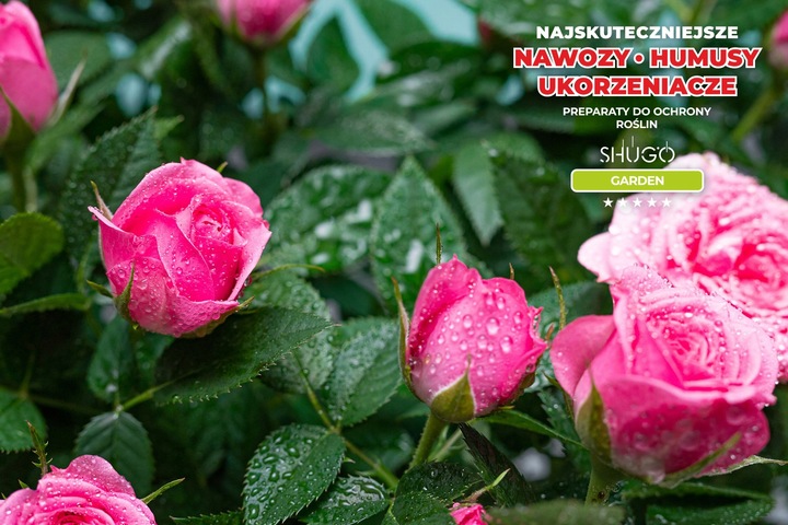 Nawóz do Róż 5 kg SHUGO