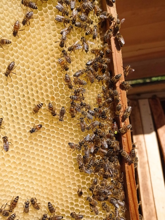 Miód Wielokwiatowy + Lipowy z RODZINNEJ PASIEKI