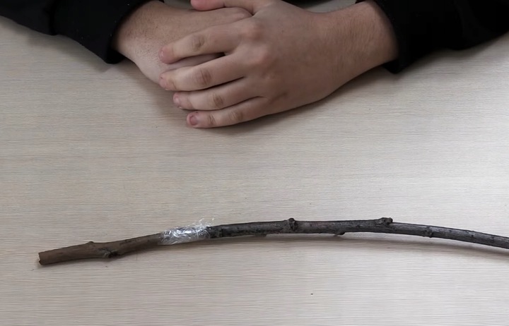 SEKATOR NOŻYCOWY NOŻYCE DO SZCZEPIEŃ OKULIZACJI DRZEW TAŚMA GRATIS