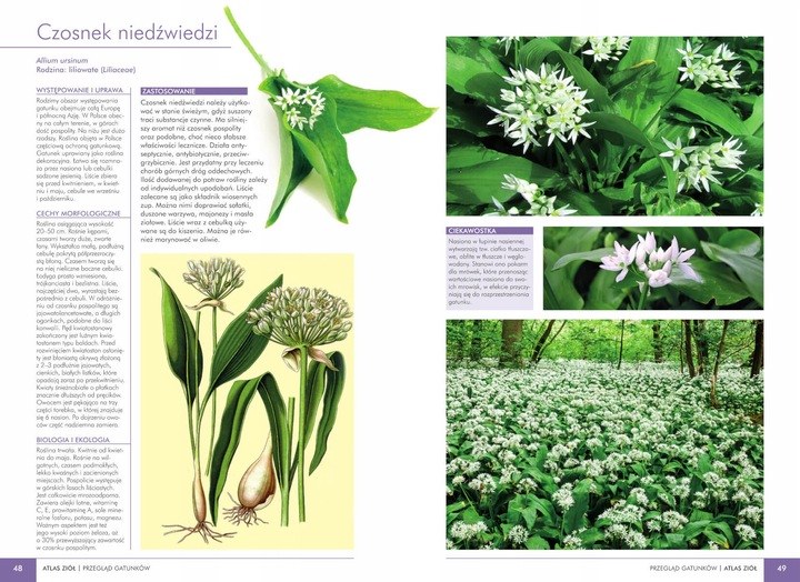 Atlas ziół Aleksandra Halarewicz SBM