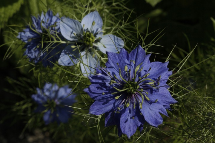 Olej z czarnuszki 500ml VIRGIN zimno tłoczony JAKOŚĆ PREMIUM