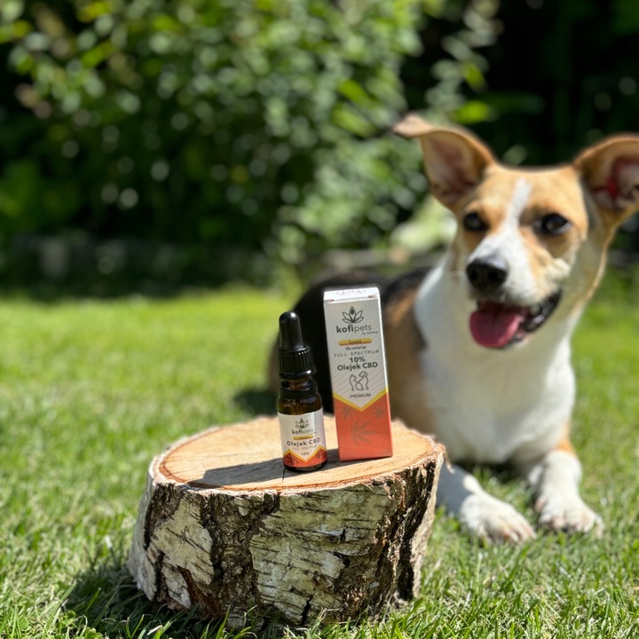 OLEJEK KONOPNY CBD 5% | FULL SPECTRUM | DLA ZWIERZĄT| ŁOSOŚ | DLA PSA KOTA
