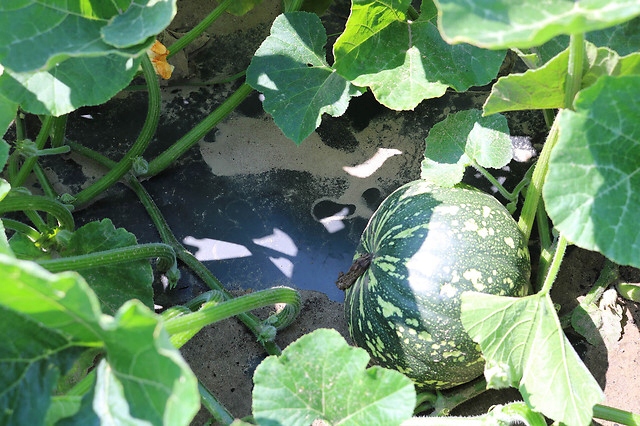 BioCover Materiał do Ściółkowania 1x20m | Ekologiczny i Biodegradowalny