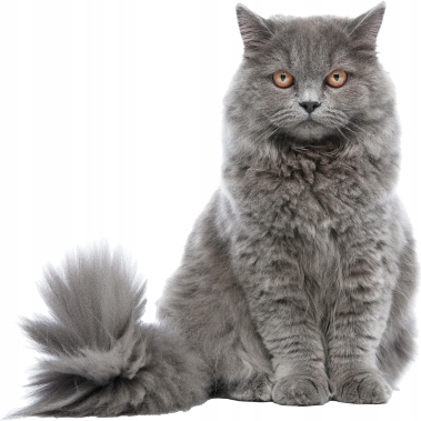 Lab-v Arthrohard Kompleksowe wsparcie stawów dla psów i kotów 500 ml