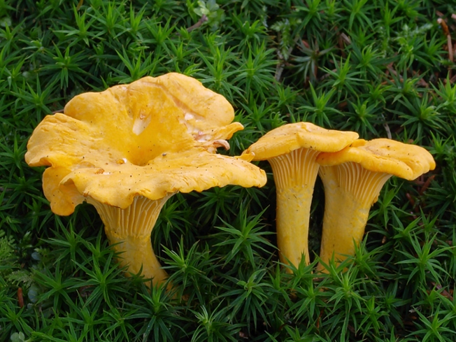 Grzybnia Borowik szlachetny + Kurka pieprznik