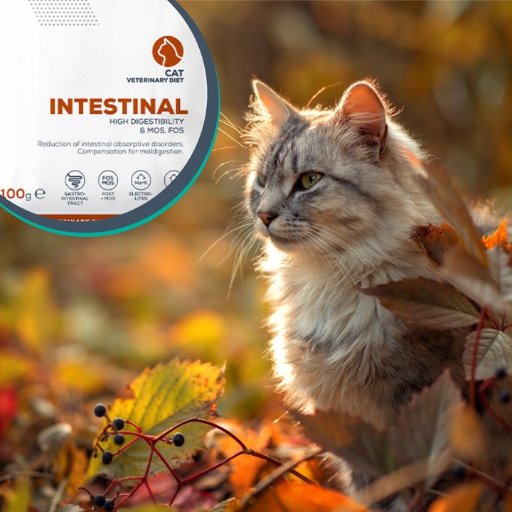 Mokra karma dla kota kurczak indyk VET EXPERT INTESTINAL12x saszetka 100g