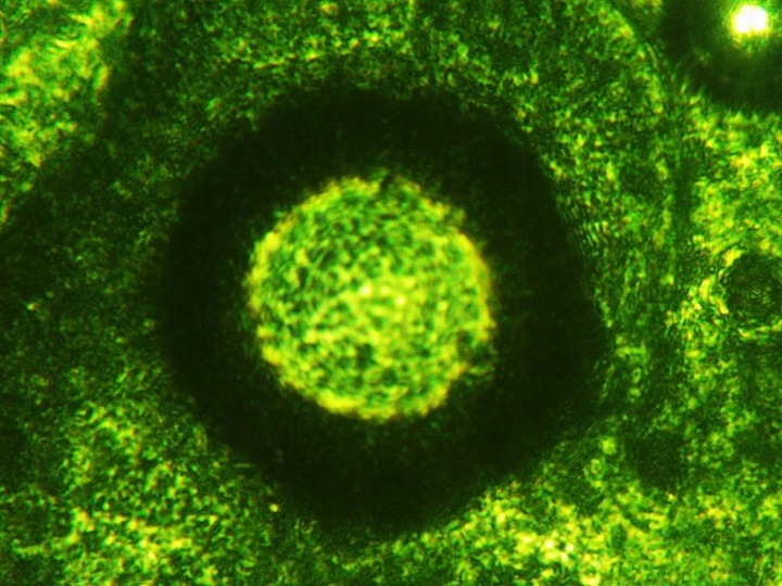 Sok z Młodego Jęczmienia BIO Proszek Ekologiczny Witaminy 250g NatVita