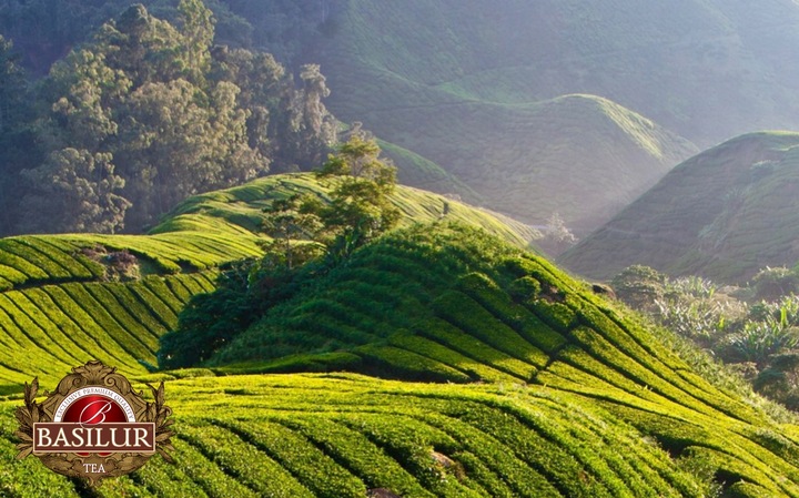 Basilur UVA herbata ekspresowa CZARNA bez dodatków CEYLON - 100 x 2 g