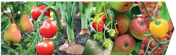 Nordox 75WG MIEDZ 1kg ŚRODEK GRZYBOBÓJCZY choroby grzybowe PARCH MĄCZNIAK