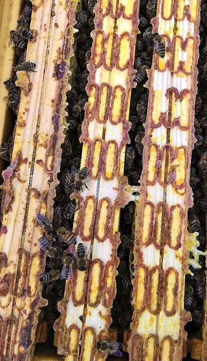 Propolis, kit pszczeli 100g PAKOWANY TERMICZNIE