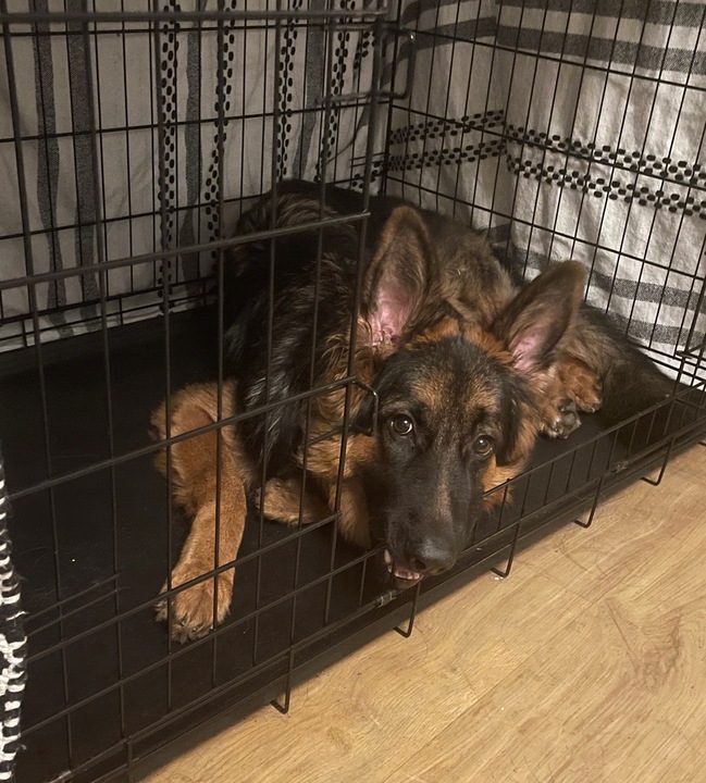 DUŻA KLATKA KENNELOWA KOJEC Transporter dla PSA PSÓW 106x71x81 cm XXL