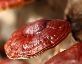 Reishi Gano (RG) 90 kaps. DXN