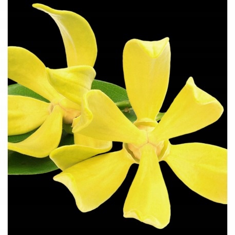 YODEYMA Paris_RINASCERE Eau de Parfum 100ml EDP