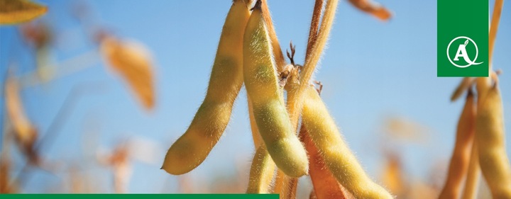 FUSILADE FORTE 150EC 1L CHWASTNICA PERZ MIOTŁA ŚRODEK CHWASTOBÓJCZY CHWASTY