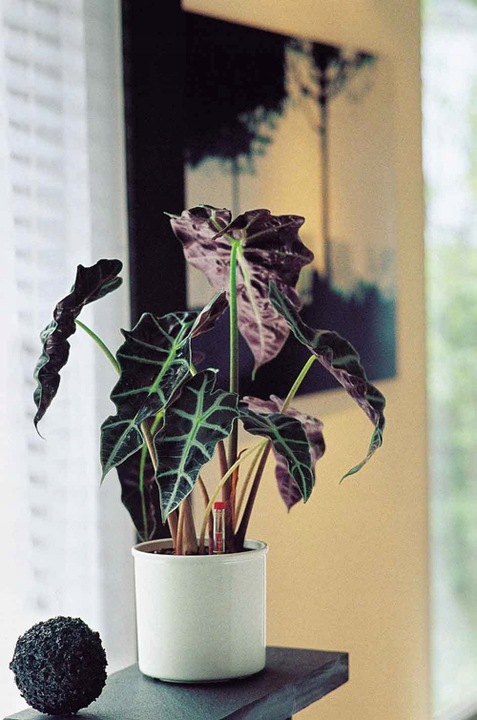 donica w połysku biały połysk ERA 15 zestaw hydro