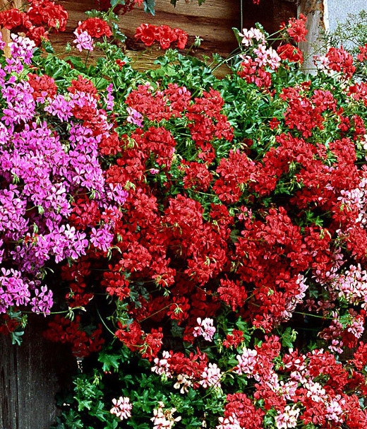 Agrecol Zestaw Biohumus 2szt Nawóz organiczny, naturalny płyn 10L