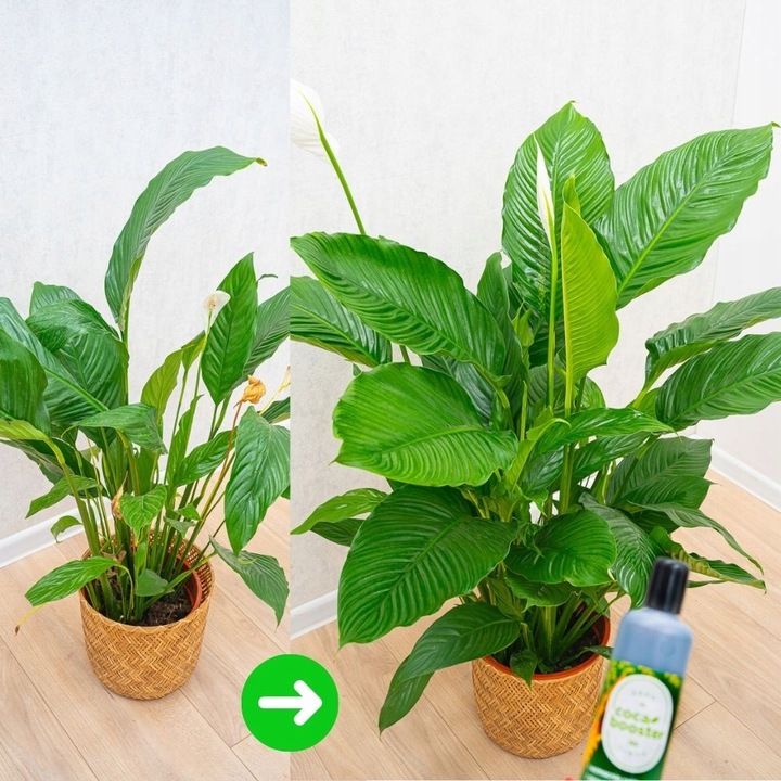 CocaBooster - STYMULATOR WZROSTU - Nawóz Odżywka Specjalistyczny Preparat