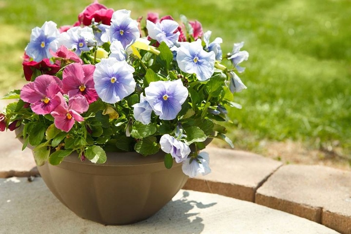 Agrecol Zestaw Biohumus 2szt Nawóz organiczny, naturalny płyn 10L