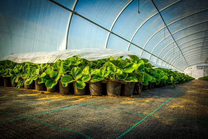 Agrotkanina mata pod kamień korę 4 m x 5 m Mocna