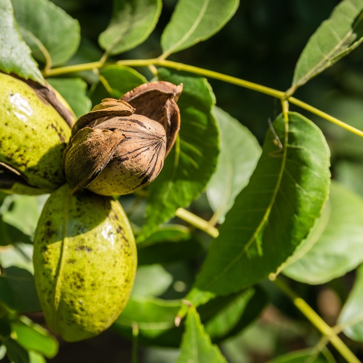 ORZECHY PECAN 1kg PEKAN KLASA A POŁÓWKI 1000g nutt