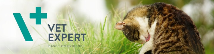 Mokra karma dla kota kurczak indyk VET EXPERT INTESTINAL12x saszetka 100g