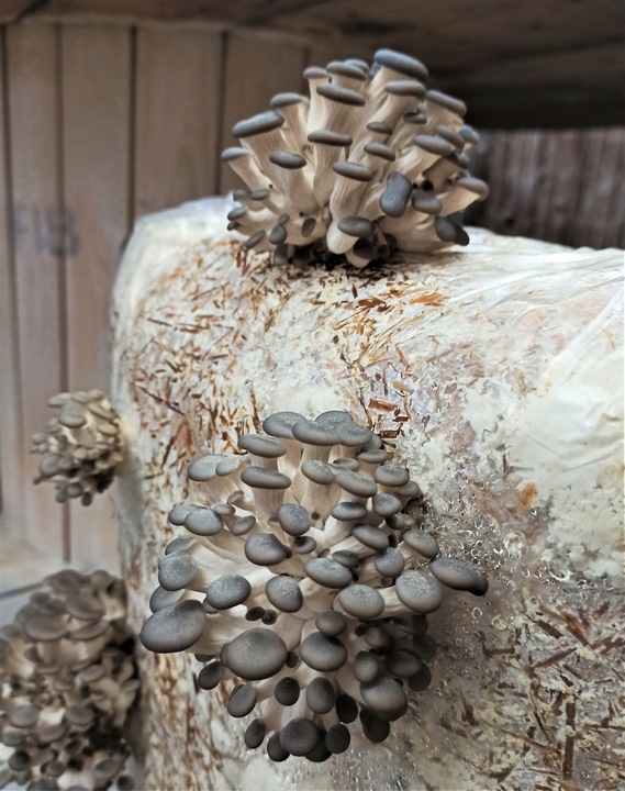 GRZYBNIA BOCZNIAKA DUŻY BALOT kostka około 15kg