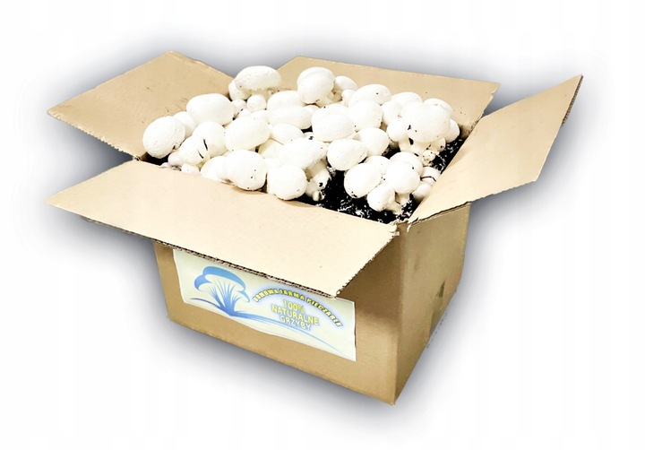 3 Faza Grzybnia Pieczarki Zestaw XL + gratis 6w1