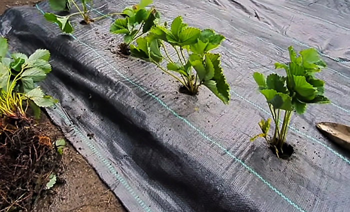 AGROTKANINA 135g 1,6x50m agrowłóknina PREMIUM UV 3% mocna czarna mata+kotwy