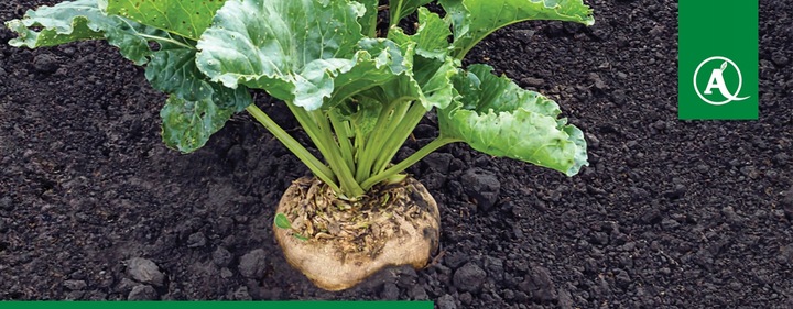 FUSILADE FORTE 150EC 1L CHWASTNICA PERZ MIOTŁA ŚRODEK CHWASTOBÓJCZY CHWASTY