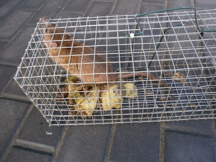 ŻYWOŁAPKA PUŁAPKA NA SZCZURY i inne 50/16/16 cm