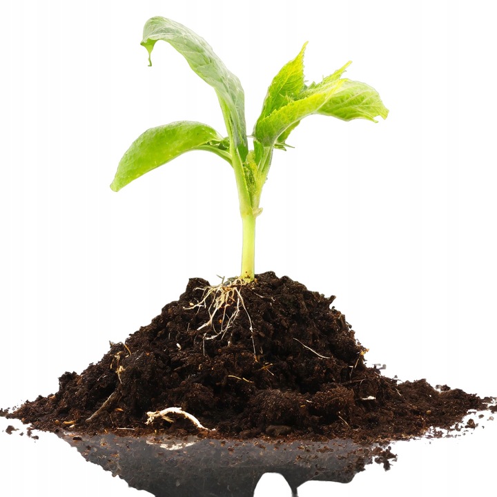 ZESTAW DO WYSIEWU POMIDORY GRUNTOWE NASIONA + INSPEKT + PODŁOŻE + TABLICZKI