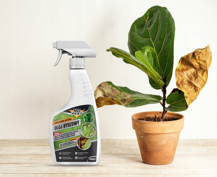 OLEJ RYDZOWY PREPARAT PŁYN NA MSZYCE ĆMĘ PRZĘDZIORKI NO PEST 500ML (3 SZT)