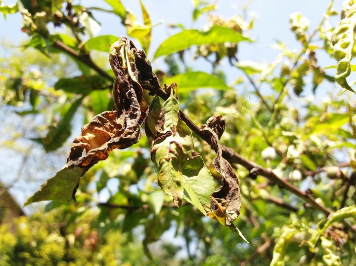 MIEDZIAN EXTRA 350 SC 1L