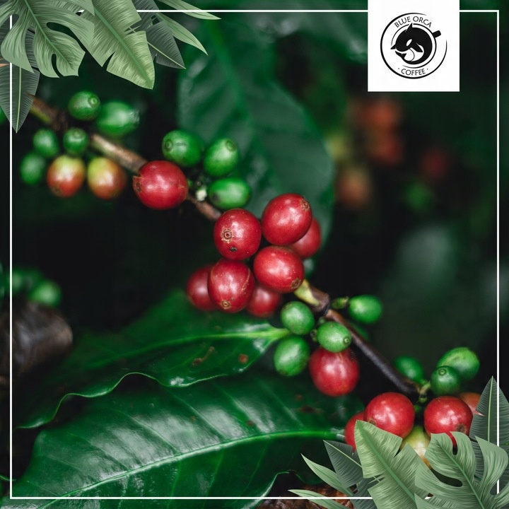 Kawa ziarnista 1kg x3 do ekspresu z Palarni Świeżo Palona Blue Orca Coffee