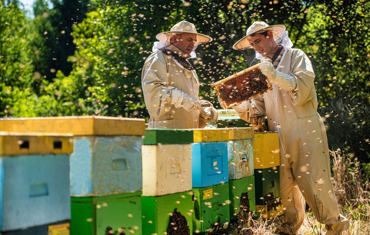 MIÓD NEKTAROWO SPADZIOWY WARMII 1,2 KG LEŚNY