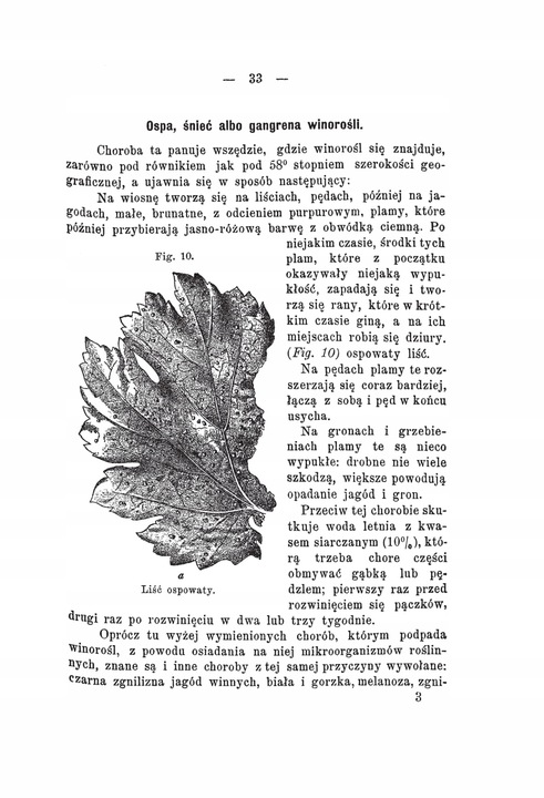 Kultura winorośli Konrad Niklewicz reprint 1893