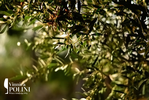 Włoska oliwa z oliwek Extra Virgine 1l niefiltrowana 2024