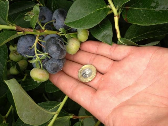 Mikoryza do BORÓWEK, JAGÓD i Wrzosowatych 250ml