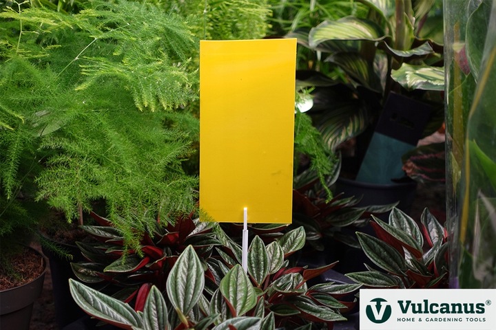 40x Lep Do Doniczek Żółty Na Mszyce Ziemiórki Owady Szkodniki Lepy