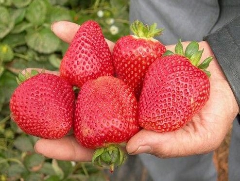 Nawóz Mikoryza do Drzew i Krzewów Owocowych 500ml