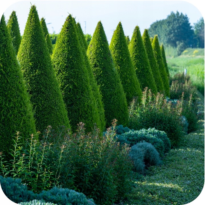 Nawóz uniwersalny do ogrodu 3kg AZOFOSKA granulowany OBFITE PLONY