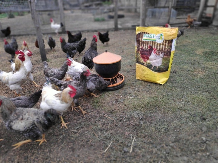 Pasza dla kur niosek GRANULOWANA Piast Pasza dla niosek pełnoporcjowa 25 kg