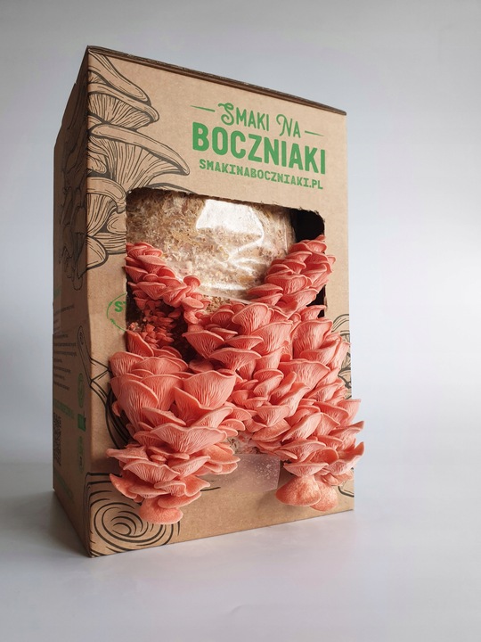 Zestaw do uprawy grzybów SNB boczniak różowy