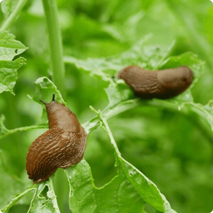 GRANULAT NA ŚLIMAKI 685g Substral Naturen Ślimakol EKO BIO + LIMA ORO 200G