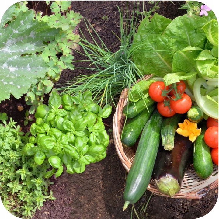 TRUTKA NA ŚLIMAKI ŚRODEK NA ŚLIMAKI 1KG GRANULAT LIMA ORO 5GB