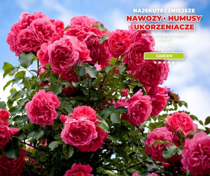 Nawóz do Róż 5 kg SHUGO