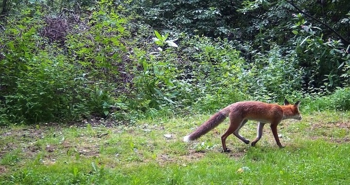 Fotopulapka HC-900A 1080p Kamera Lesna Suntek FullHD Karta SD 16GB Baterie