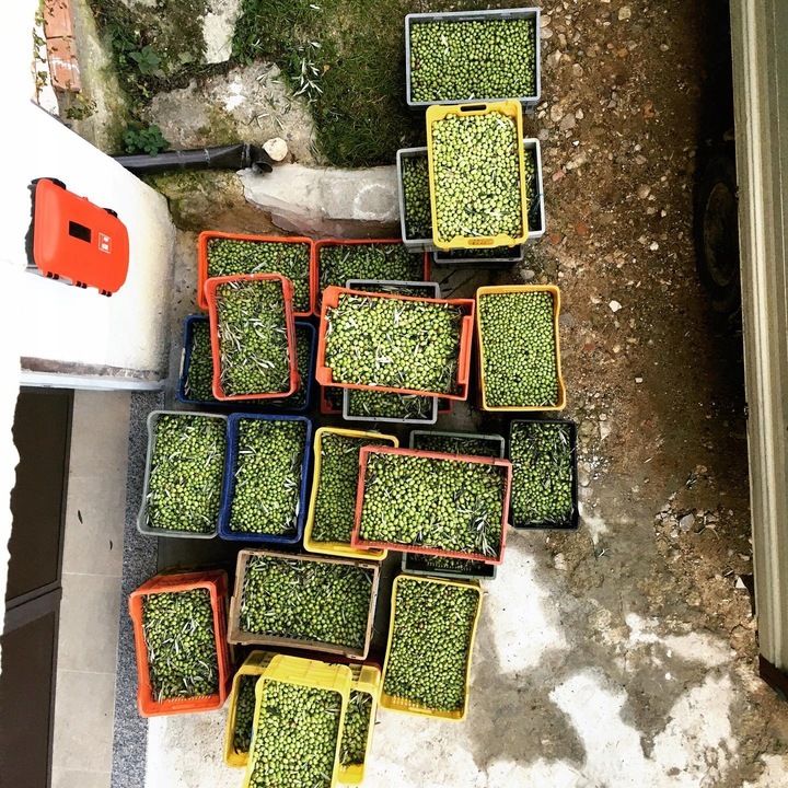 OLIWA EXTRA VIRGIN BIO DELICATO NAGRADZANA ZBIÓR 2024 WŁOSKA 750 ml