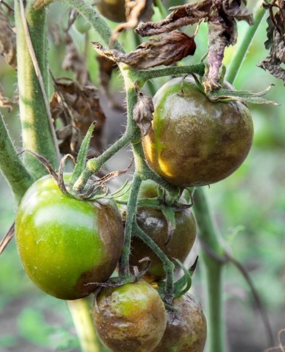 AMISTAR 50ML fungicyd na mączniaka rdzę i inne